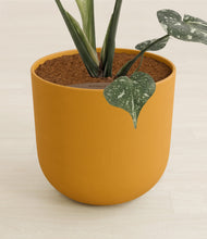 Load image into Gallery viewer, Sunset Orange stand:all