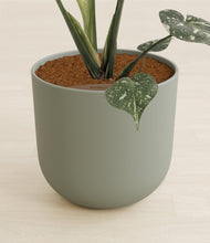 Load image into Gallery viewer, Sage Green stand:all
