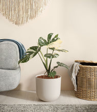 Load image into Gallery viewer, Natural Bamboo