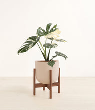 Load image into Gallery viewer, Sandy Pink stand:walnut