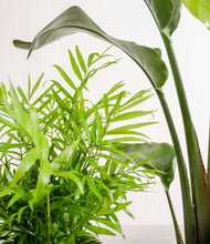 Load image into Gallery viewer, ALL