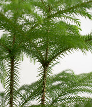 Load image into Gallery viewer, ALL