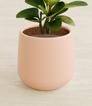 Load image into Gallery viewer, Gentle Pink stand:all