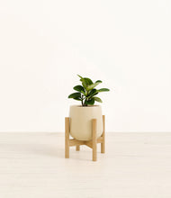 Load image into Gallery viewer, Almond Green stand:bamboo