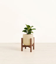 Load image into Gallery viewer, Almond Green stand:walnut