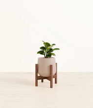 Load image into Gallery viewer, Eternal Gray stand:walnut