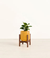 Load image into Gallery viewer, Mustard stand:walnut