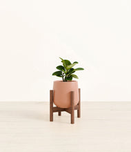 Load image into Gallery viewer, Calm Rose stand:walnut