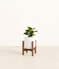 Load image into Gallery viewer, White stand:walnut