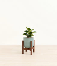 Load image into Gallery viewer, Reactive Aqua stand:walnut