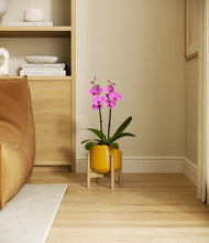 Load image into Gallery viewer, Mustard stand:bamboo