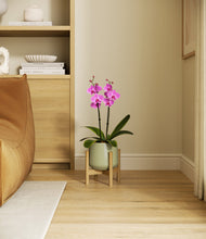 Load image into Gallery viewer, Turquoise stand:bamboo