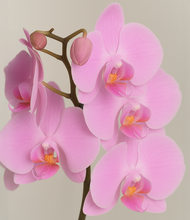 Load image into Gallery viewer, ALL