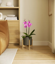 Load image into Gallery viewer, Dark Olive stand:bamboo