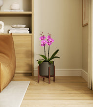 Load image into Gallery viewer, Dark Olive stand:walnut