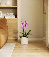 Load image into Gallery viewer, Cream