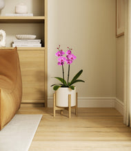 Load image into Gallery viewer, Cream stand:bamboo