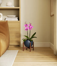 Load image into Gallery viewer, Deep Navy stand:walnut