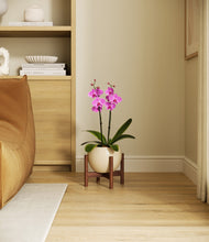 Load image into Gallery viewer, Shiny EggWhite stand:walnut