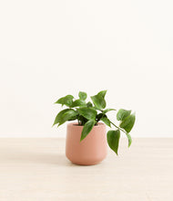 Load image into Gallery viewer, Calm Rose*****Profile