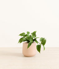 Load image into Gallery viewer, Gentle Pink*****Profile