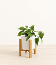 Load image into Gallery viewer, White stand:light