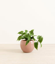 Load image into Gallery viewer, Calm Rose*****Profile