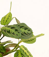 Lade das Bild in den Galerie-Viewer, ALL