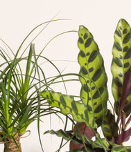 Load image into Gallery viewer, ALL