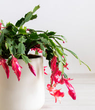 Load image into Gallery viewer, -