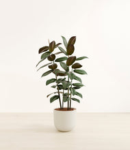 Load image into Gallery viewer, Natural Bamboo*****Profile