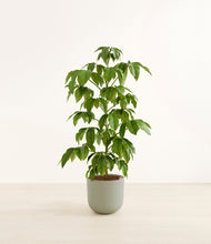 Load image into Gallery viewer, Sage Green*****Profile