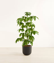 Load image into Gallery viewer, Stone Black*****Profile