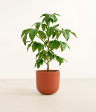 Load image into Gallery viewer, Earth Red*****Profile