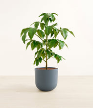 Load image into Gallery viewer, Iron Gray*****Profile