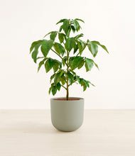 Load image into Gallery viewer, Sage Green*****Profile