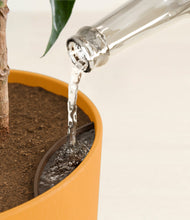 Load image into Gallery viewer, Sunset Orange stand:all