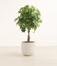 Load image into Gallery viewer, Natural Bamboo*****Profile
