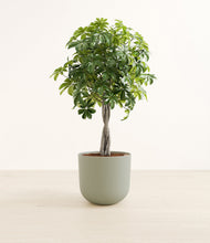 Load image into Gallery viewer, Sage Green*****Profile