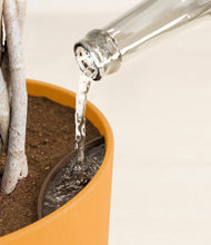 Load image into Gallery viewer, Sunset Orange stand:all