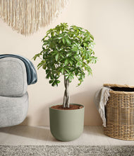 Load image into Gallery viewer, Sage Green