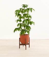 Load image into Gallery viewer, Earth Red stand:walnut