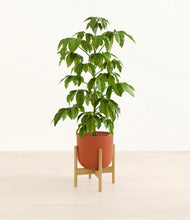 Load image into Gallery viewer, Earth Red stand:bamboo