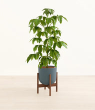 Load image into Gallery viewer, Iron Gray stand:walnut