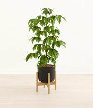 Load image into Gallery viewer, Stone Black stand:bamboo