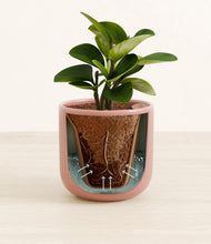 Load image into Gallery viewer, Striped Rose Pink stand:all