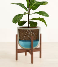 Load image into Gallery viewer, Sage Green stand:walnut