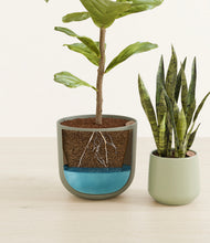 Load image into Gallery viewer, Evergreen