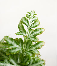 Load image into Gallery viewer, Silver Lace Fern