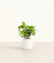 Charger l'image dans la galerie, Golden Pothos